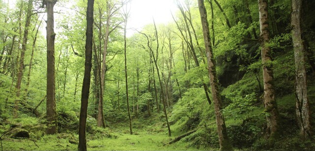 آتش‌سوزی‌هایی که احیای جنگل‌ها را برای سال‌ها به تعویق می‌اندازد