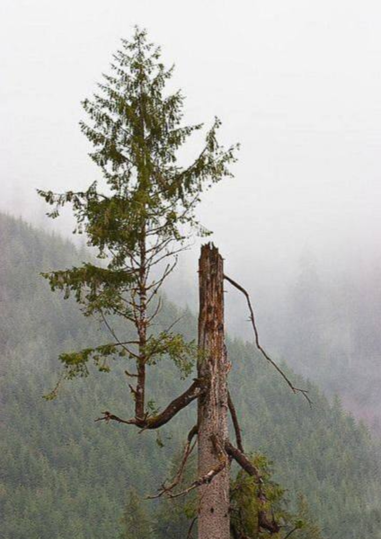دیوار سینمای دولتی و نهادی فرو ریخت